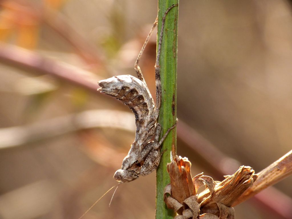 ...ma che meraviglia!!!  Ameles spallanzania (Mantidae)